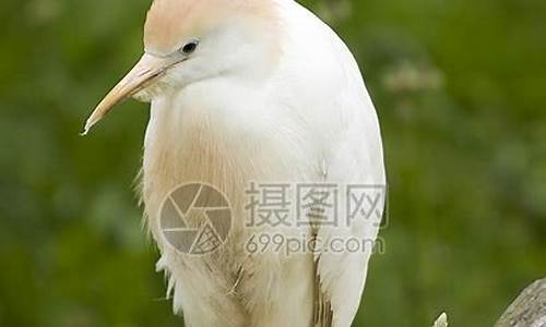 egret 牛牛 源码